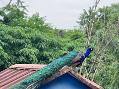 -不觉晓CAMPING(上海迪士尼营地店)
