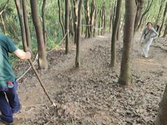 -黄埔油麻山森林公园