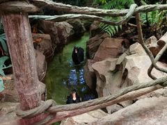 -正佳雨林生态植物园