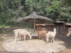 -沈阳森林动物园