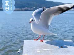 -海埂大坝
