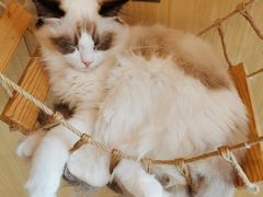 -飞行喵MR PILOT|猫舍·猫咖(静安大融城店)