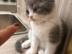 -飞行喵MR PILOT|猫舍·猫咖(静安大融城店)