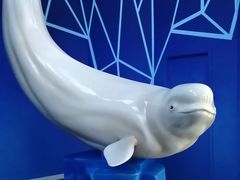 -海合安青岛极地海洋公园