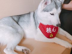 -Husky Go! 哈士奇体验馆·宠物咖啡厅狗咖