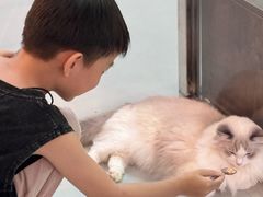 -豆逗聊愈猫阁Easy Life