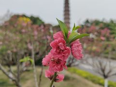 -广州莲花山旅游区