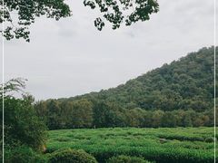 -中国茶叶博物馆(双峰馆区)