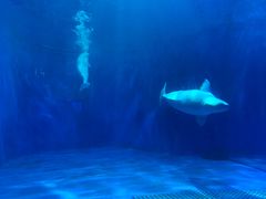 -多彩贵州城极地海洋世界