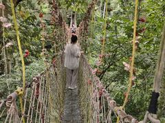 -西双版纳原始森林公园