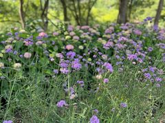 -西湖风景区-江洋畈生态公园