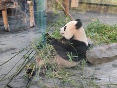 -上海野生动物园