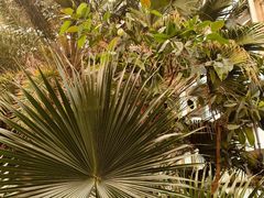 -石家庄市植物园