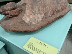 -河南自然博物馆