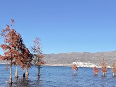 -才村湿地公园