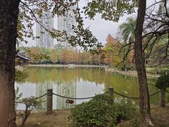 -金花茶公园