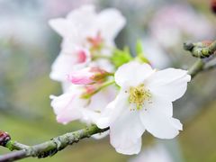 -天适樱花悠乐园