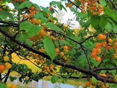 -两河城市森林公园