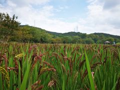 -铭莲·八卦田水上餐厅