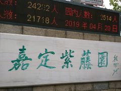 -嘉定紫藤园