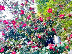 -上海佘山国家森林公园西佘山园