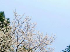 -武汉大学-樱园