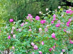 -人民公园(罗湖区)