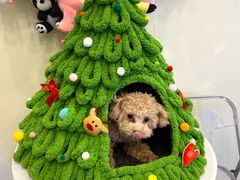 -有喵·猫咖·狗咖·40+猫狗有小奶狗(岗厦店)