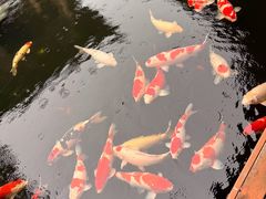 -香麒园·过桥米线·南湖雅宴