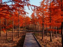 -昆山城市生态森林公园
