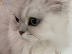 -李小姐の猫咖啡馆(五角场店)