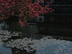 -莫愁湖公园