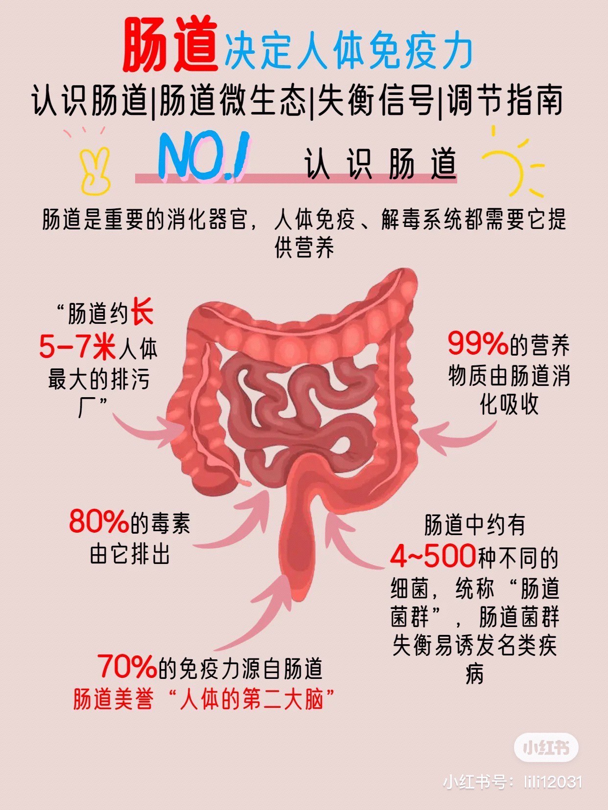 人体肠道长度图片