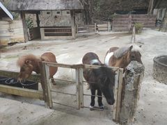 -清迈夜间动物园