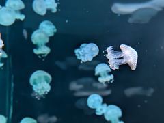 -欢乐海岸海洋奇梦馆