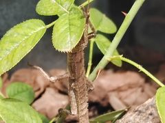 -正佳雨林生态植物园