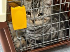 -芭比堂动物医院·CT·微创中心(新顺分院)