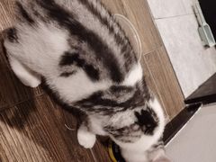 -瑞鹏宠物医院·骨科·猫科·内科(第一中心)