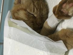 -中农大我爱我爱24h动物医院·中医针灸·猫专科·骨科医疗中心(双井店)