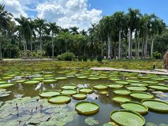 -中国科学院西双版纳热带植物园