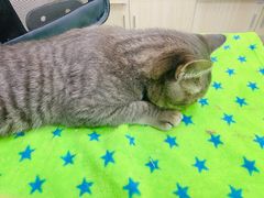 -凯特喵百思猫专科医院