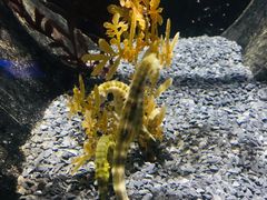 -悉尼海洋生物水族馆