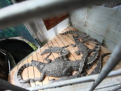 -呀路古热带植物园