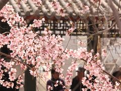 -桃花堤公园