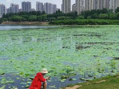 -丁香湖公园