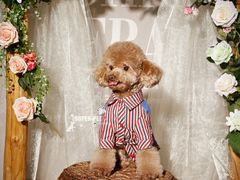 -超宠爱宠物摄影-Super pet