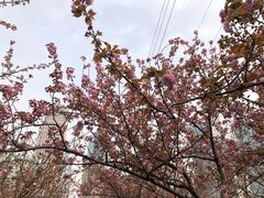 -西北湖绿化广场