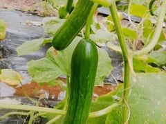 -万源龙顺度假庄园生态观光园