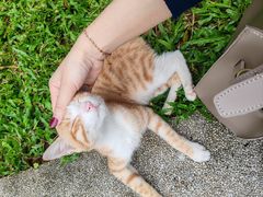 -十九路军淞沪抗日阵亡将士陵园