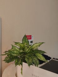 -南京医科大学友谊整形外科医院